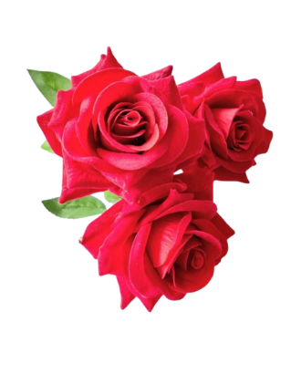 Three Roses - Special